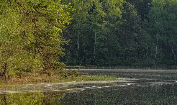 Lake Spring Forest — Zdjęcie stockowe