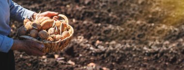 Büyükanne bahçede filizlenmiş patates ekiyor. Seçici odaklanma. Doğa.