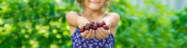 Çocuk bahçede kiraz yiyor. Seçici odaklanma. yiyecek.