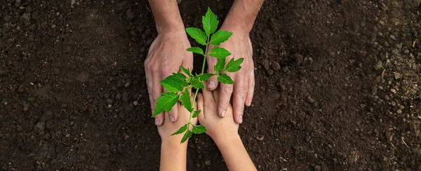 Pai Filho Estão Plantando Uma Planta Jardim Foco Seletivo Natureza — Fotografia de Stock
