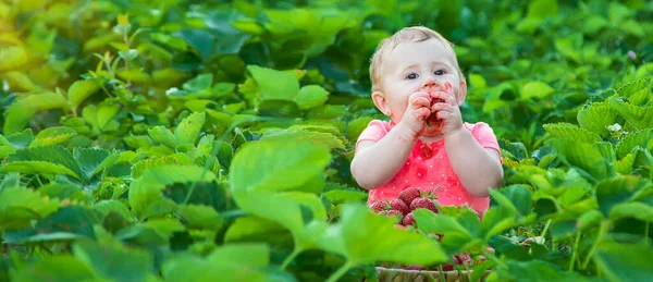 Bebé Come Fresas Jardín Enfoque Selectivo Verano —  Fotos de Stock