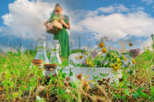 女性は薬草を採集する 選択的フォーカス — ストック写真
