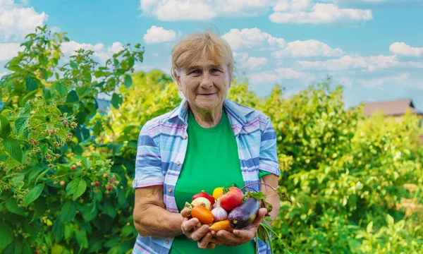 Büyükanne Bahçede Sebze Hasadıyla Seçici Odaklanma Yiyecek — Stok fotoğraf