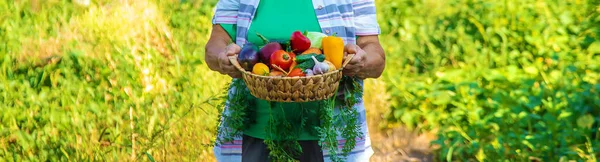 Бабуся Саду Врожаєм Овочів Вибірковий Фокус Їжа — стокове фото