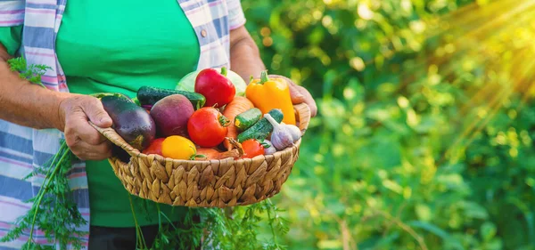 野菜の収穫と庭の祖母 選択的フォーカス 食べ物 — ストック写真