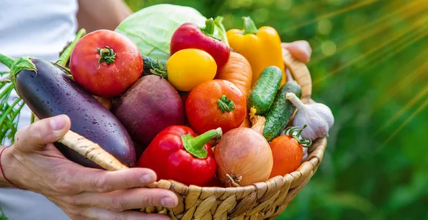 Man Farmer Holds Vegetables His Hands Selective Focus Food — Stock Photo, Image