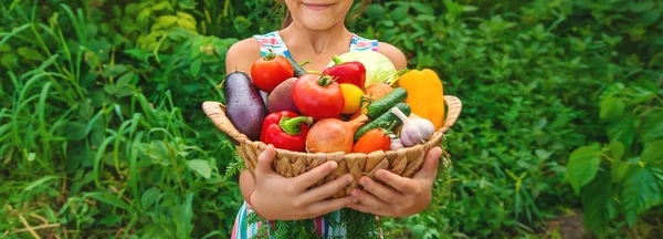 Criança Segura Vegetais Suas Mãos Jardim Foco Seletivo Miúdo — Fotografia de Stock