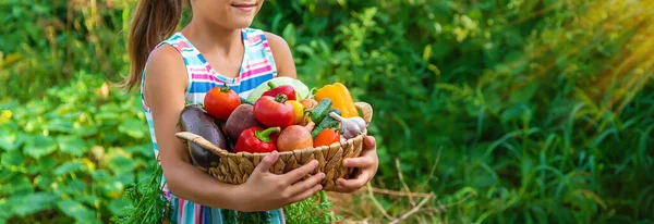 Child Holds Vegetables His Hands Garden Selective Focus Kid — Stock Photo, Image
