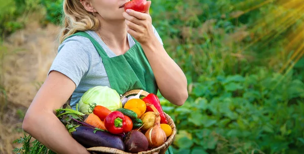 Kobieta Farmerka Ogrodzie Warzywnym Zbiorami Warzyw Wybiórcze Skupienie Żywność — Zdjęcie stockowe