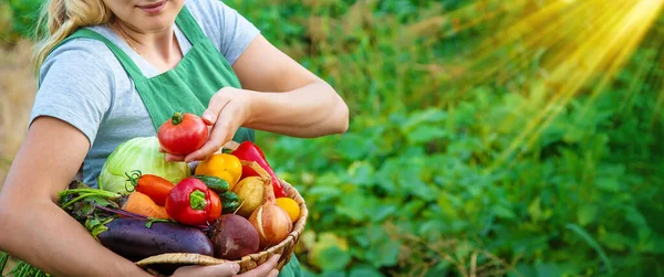 Donna Contadina Nell Orto Con Raccolto Verdure Concentrazione Selettiva Alimenti — Foto Stock