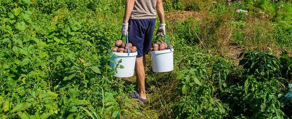 Збираємо Картоплю Саду Фермера Вибірковий Фокус Природа — стокове фото