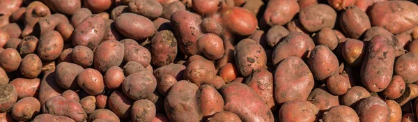 정원에서 감자를 수확하는 선택적 집중입니다 — 스톡 사진
