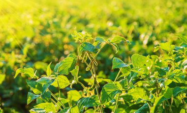 Soya fasulyesi tarlada yetişir. Seçici odaklanma. Doğa.