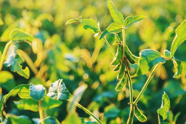 stock image Soy beans grow in the field. Selective focus. Nature.