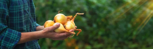 Fazendeiro Homem Está Segurando Uma Colheita Cebolas Foco Seletivo Alimentos — Fotografia de Stock