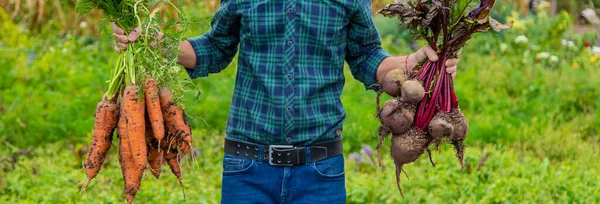 Чоловік Фермер Тримає Руках Урожай Моркви Буряка Вибірковий Фокус Їжа — стокове фото