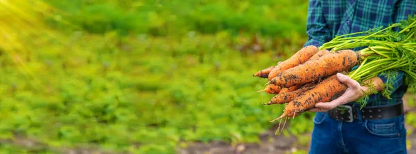 Hombre Agricultor Tiene Una Cosecha Zanahorias Sus Manos Enfoque Selectivo — Foto de Stock