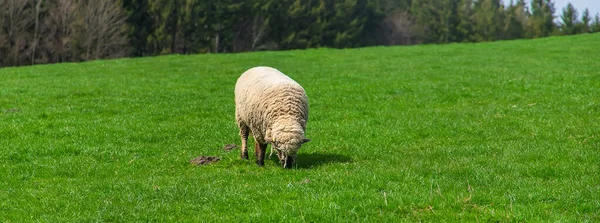 Sheep Graze Pasture Selective Focus Nature — Stock Photo, Image