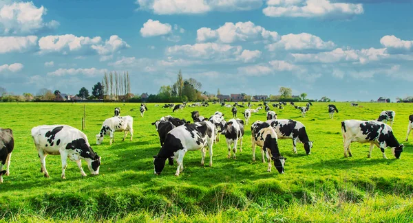 Cows Graze Pasture Selective Focus Nature — Stock Photo, Image