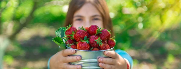 stock image A child harvests strawberries in the garden. Selective focus. Kid.