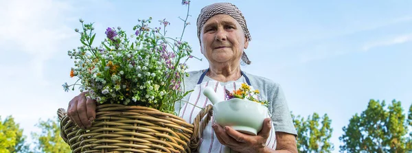 Old Woman Collects Medicinal Herbs Selective Focus Nature — Stock Photo, Image