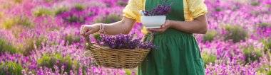 A woman collects lavender flowers for essential oil. Selective focus. Nature.