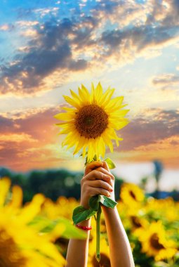 Blooming field of sunflowers in Ukraine. Selective focus. Nature.