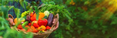 A man with a harvest of vegetables in the garden. Selective focus. Food.