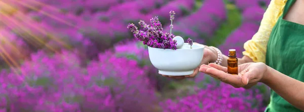 Woman Collects Lavender Essential Oil Selective Focus Nature — 스톡 사진