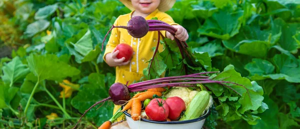 Child Vegetable Garden Selective Focus Kid — 图库照片