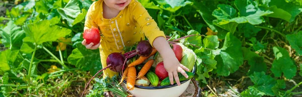 Sebze Bahçesindeki Çocuk Seçici Odaklanma Çocuk — Stok fotoğraf