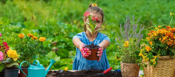 Child Planting Flowers Garden Selective Focus Kid — 스톡 사진