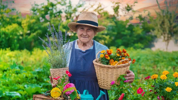 Senior Woman Planting Flowers Garden Selective Focus People — Stok fotoğraf