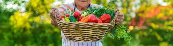 Senior Woman Harvesting Vegetables Garden Selective Focus Food — Zdjęcie stockowe
