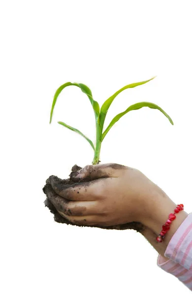 Das Kind Pflanzt Eine Pflanze Garten Selektiver Fokus Kind — Stockfoto