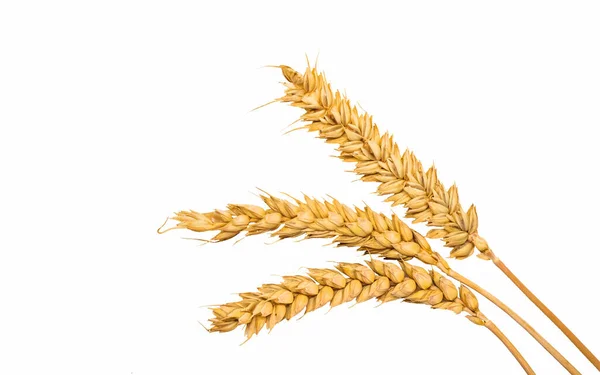 Ähren Aus Weizen Isolieren Sich Auf Weißem Hintergrund Selektionsfokus Lebensmittel — Stockfoto