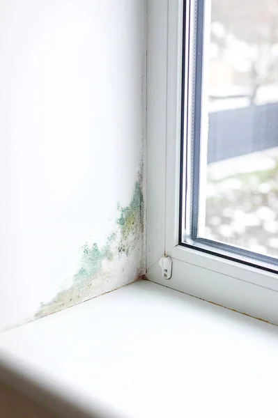 stock image Slope near the window fungus moisture. Selective focus. Home.