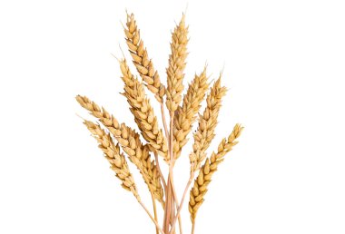 Buğday başakları beyaz arka planda izole edilir. Seçime odaklan. yiyecek.