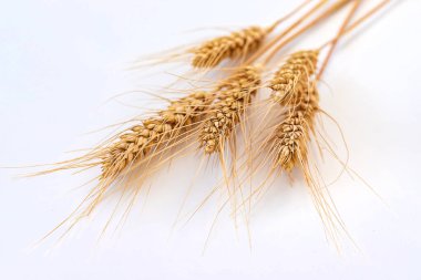Buğday başakları beyaz arka planda izole edilir. Seçime odaklan. yiyecek.