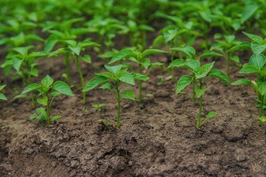 Pepper seedlings in a greenhouse. Selective focus. Nature.