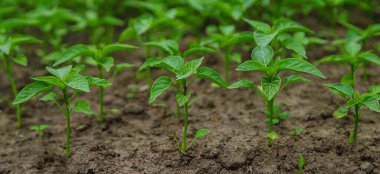 Pepper seedlings in a greenhouse. Selective focus. Nature.