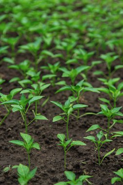 Pepper seedlings in a greenhouse. Selective focus. Nature.