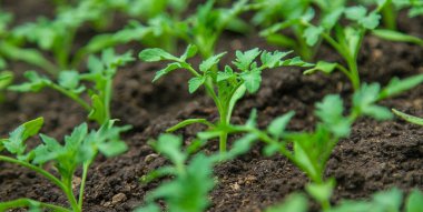 Tomato seedlings in a greenhouse. Selective focus. Nature.