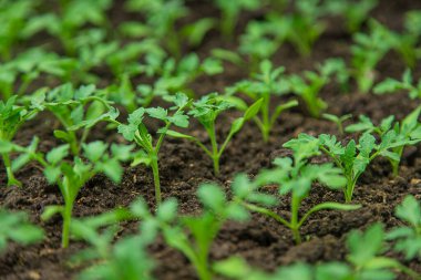 Tomato seedlings in a greenhouse. Selective focus. Nature.