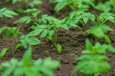 Tomato seedlings in a greenhouse. Selective focus. Nature.