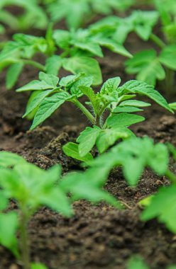 Tomato seedlings in a greenhouse. Selective focus. Nature.