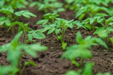 Tomato seedlings in a greenhouse. Selective focus. Nature.