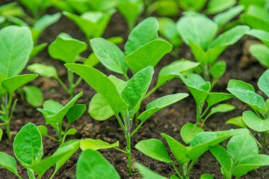 Eggplant seedlings in a greenhouse. Selective focus. Nature.