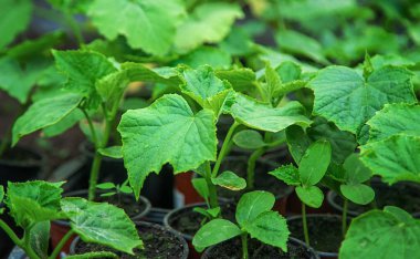 Cucumber seedlings in a greenhouse. Selective focus. Nature.