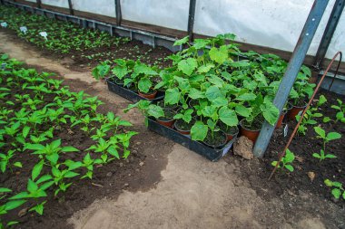 Cucumber seedlings in a greenhouse. Selective focus. Nature.